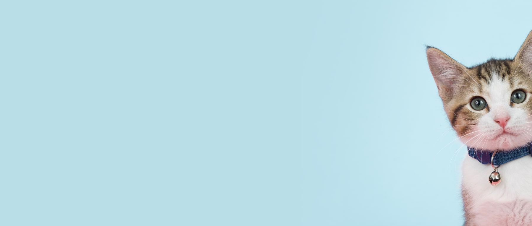 Kitten with a blue background