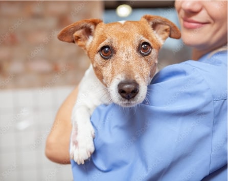 Veterinarian holding a dog
