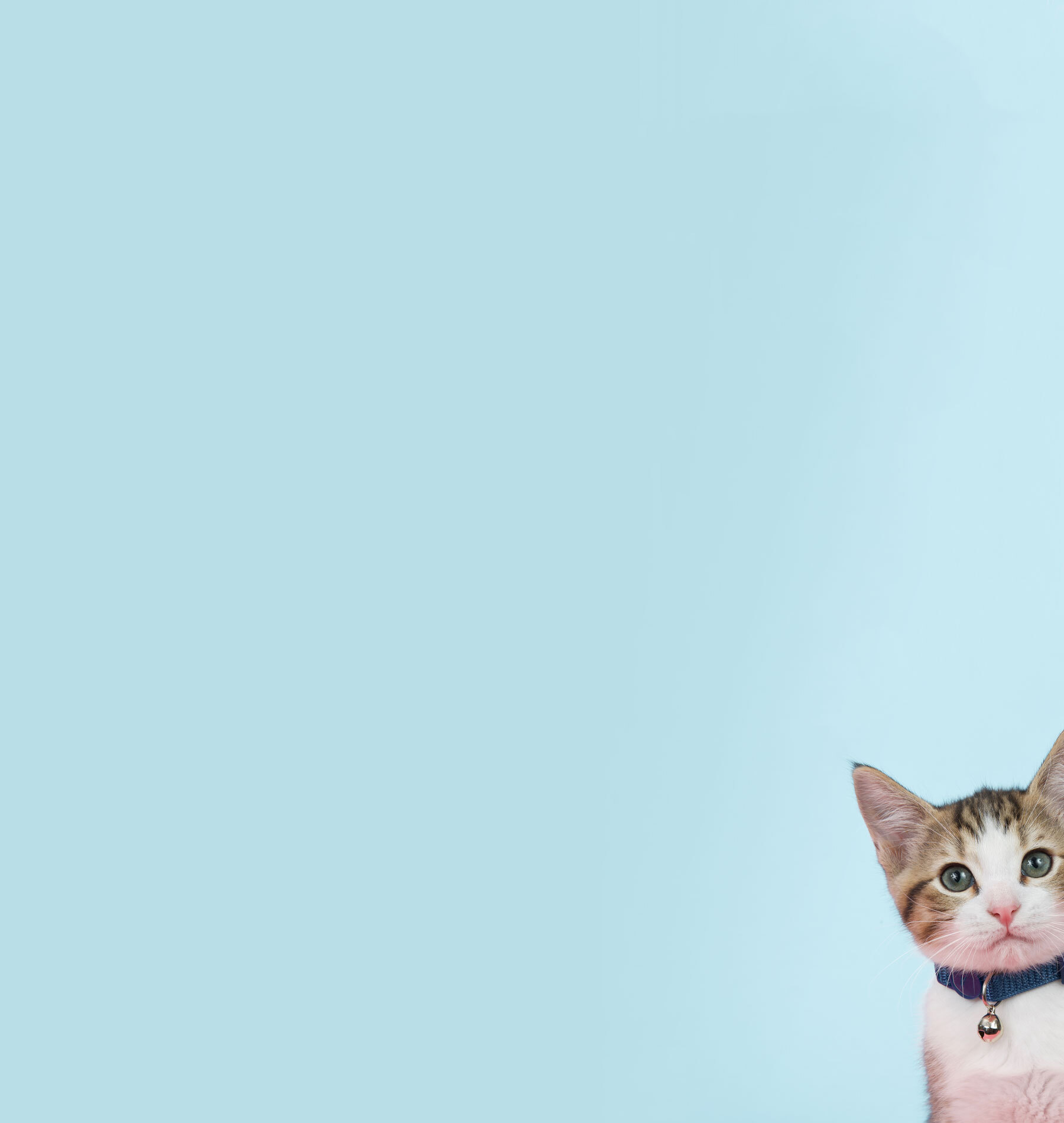 Calico kitten with blue background