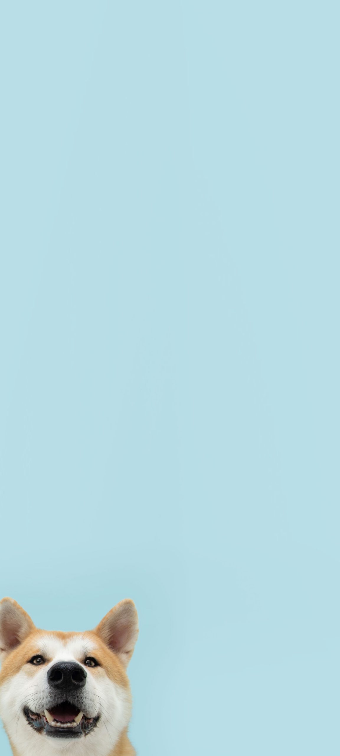 Shiba Inu with blue backgrounf