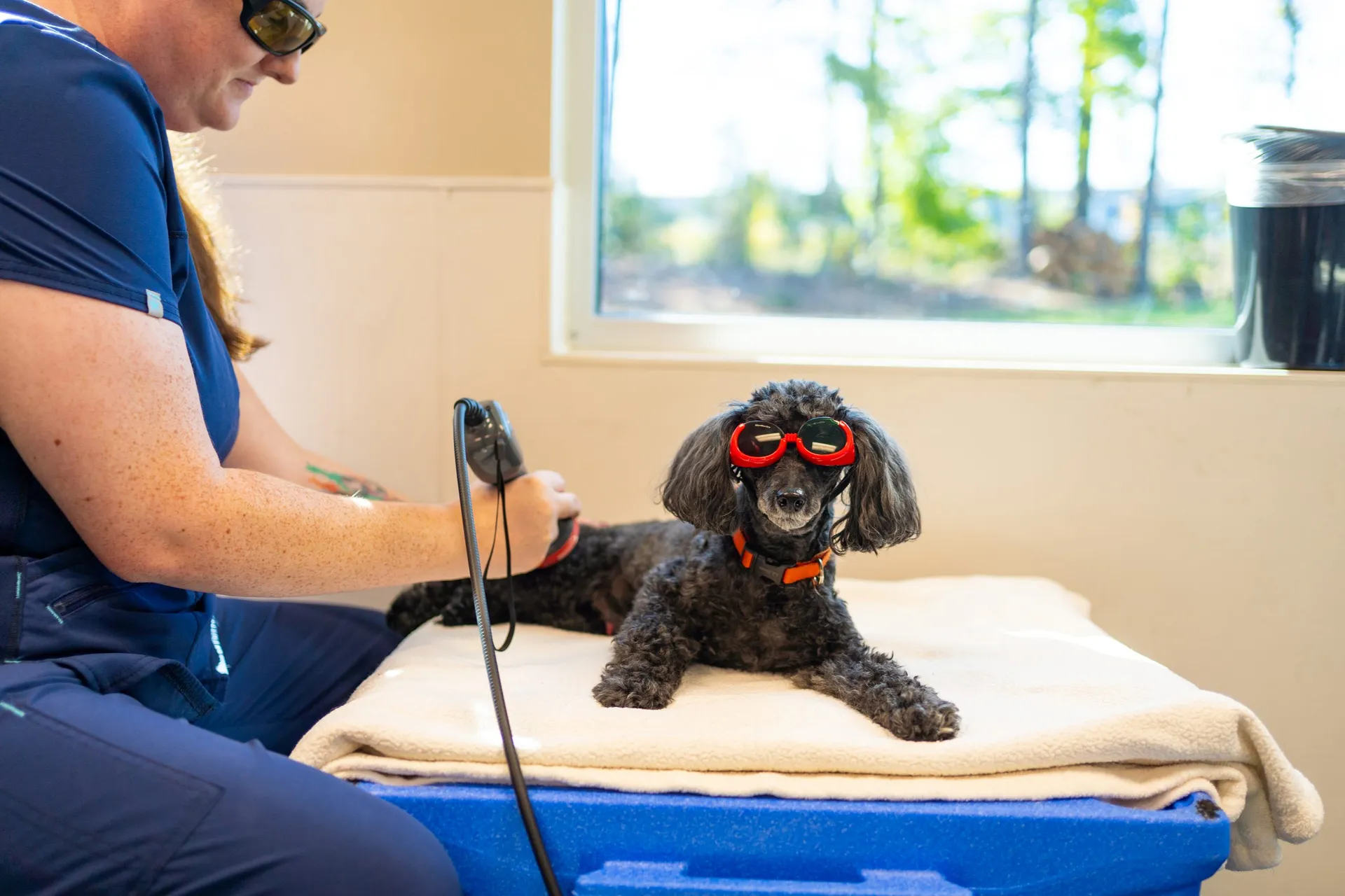 Veterinarian massaging a poodle's leg