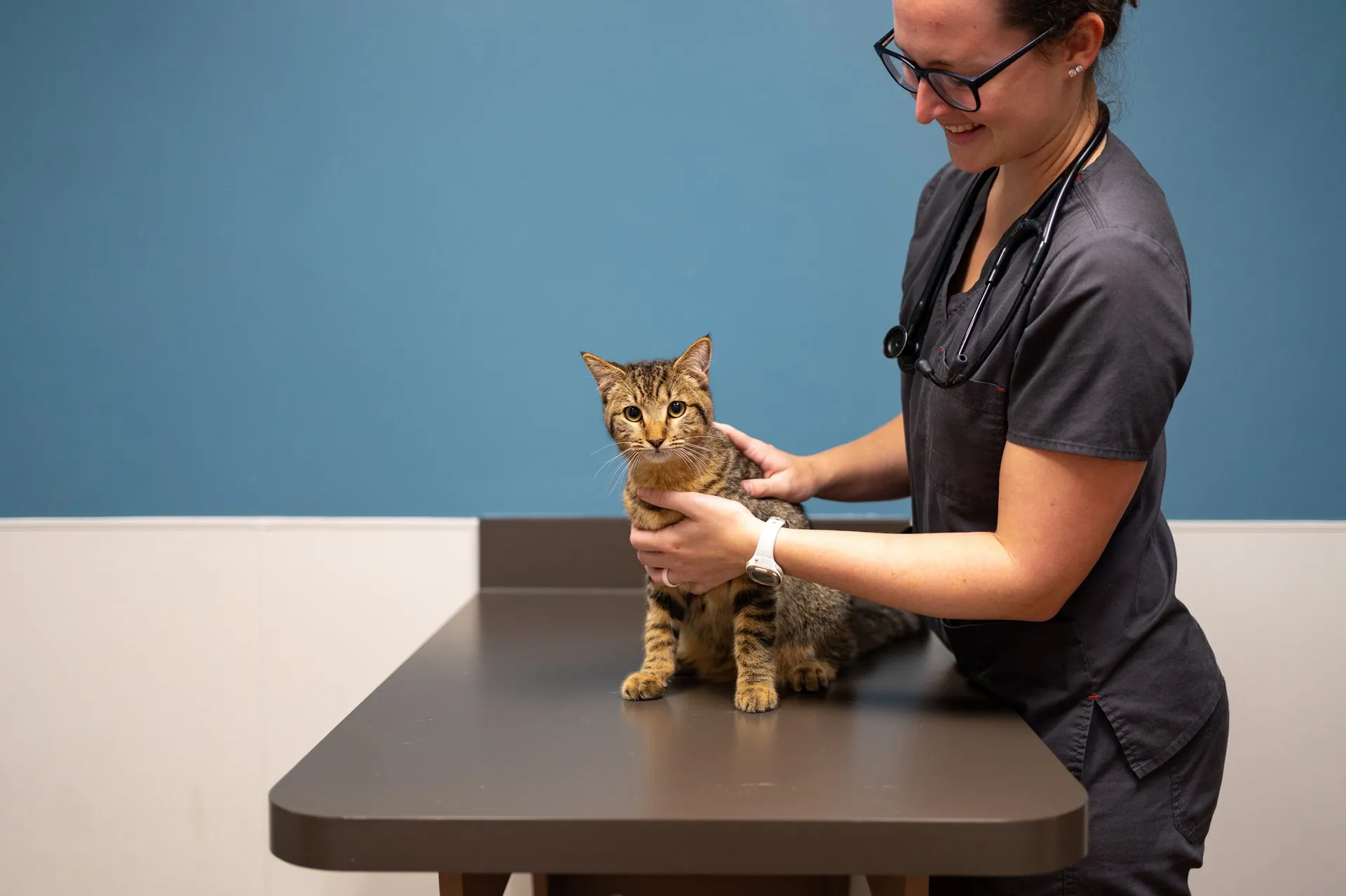 Striped cat examined on medical table
