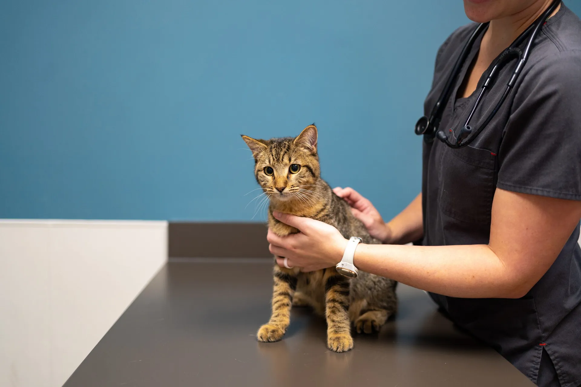 Striped cat examined on medical table
