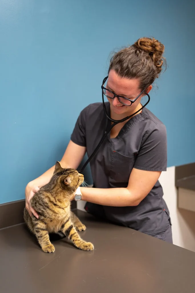 Veterinary specialist looking at an orange cat during an exam.
