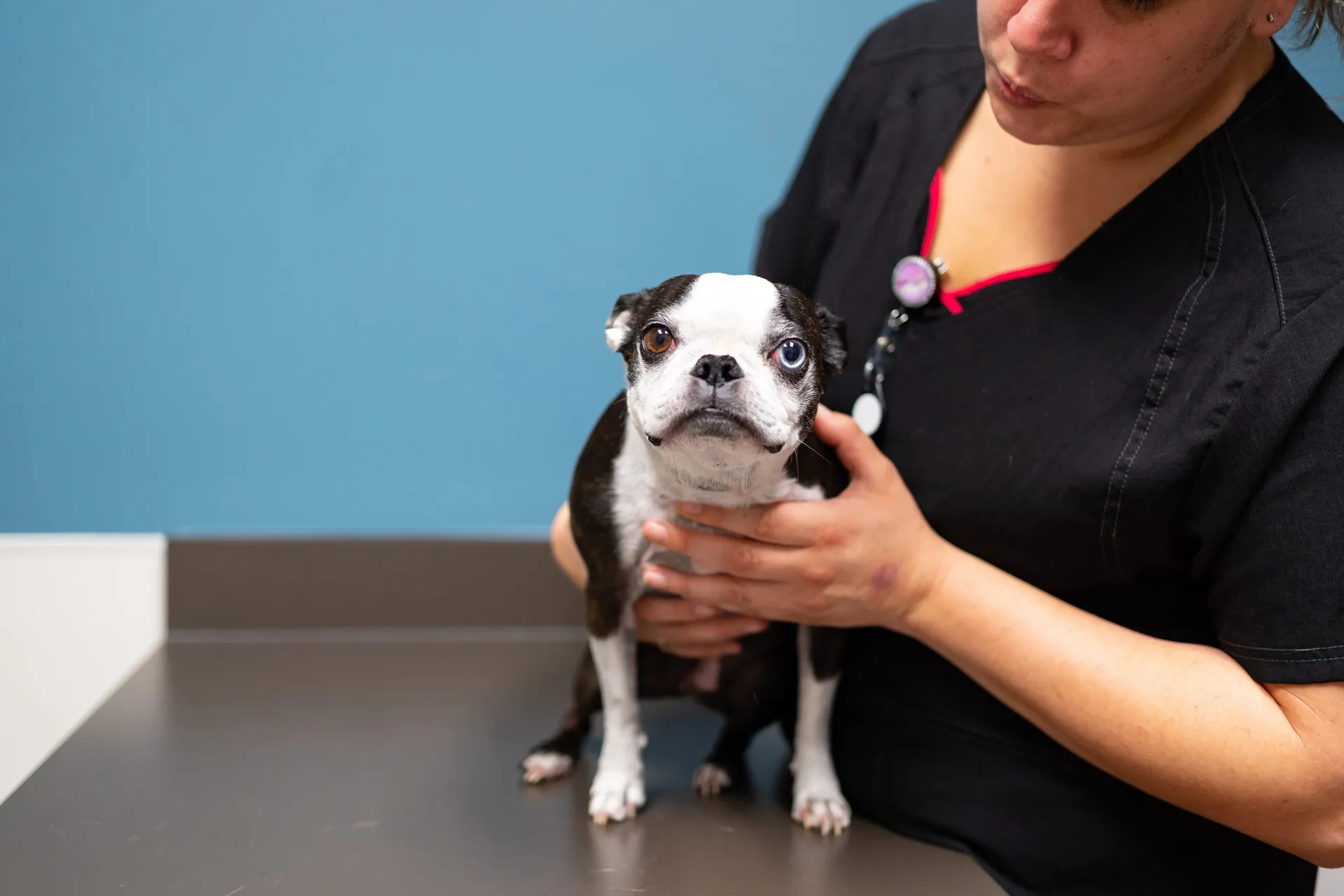 Veterinarian examining a dog