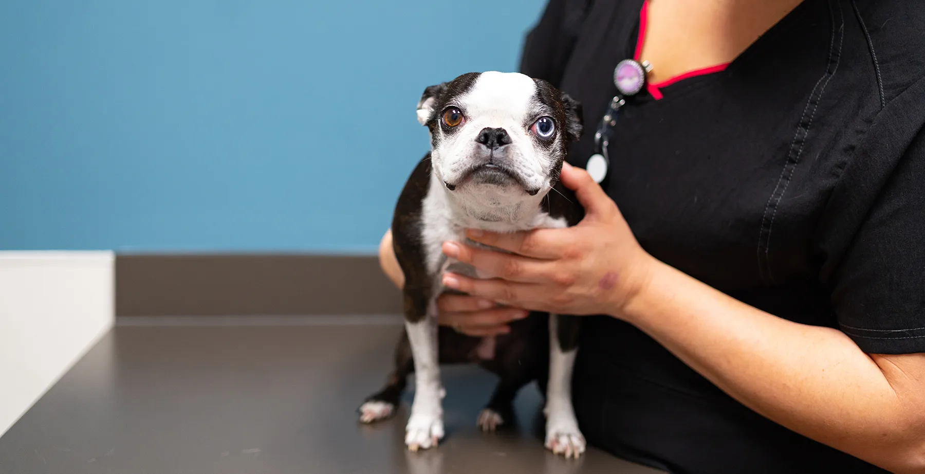 Veterinarian examining a dog