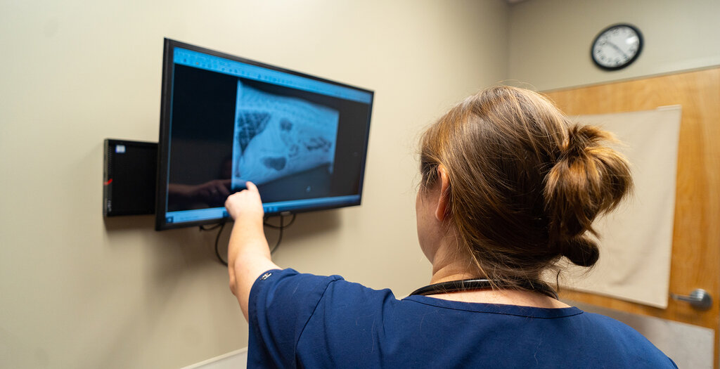 Emergency vet analyzing x-ray