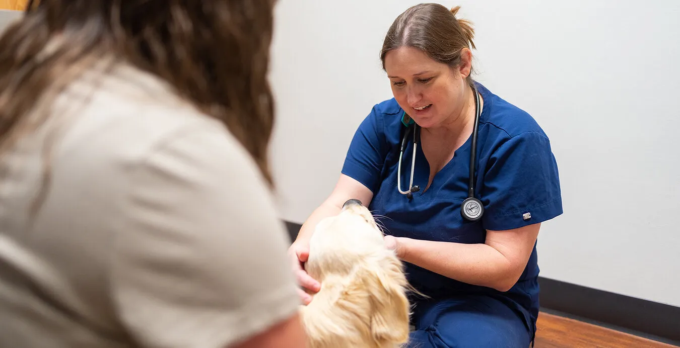 Vet examining dog's face