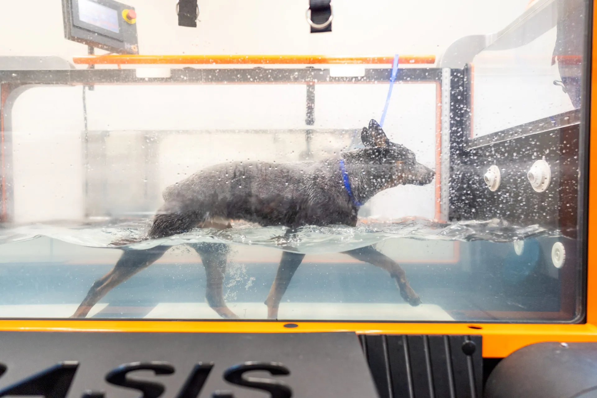 dog doing underwater physical therapy