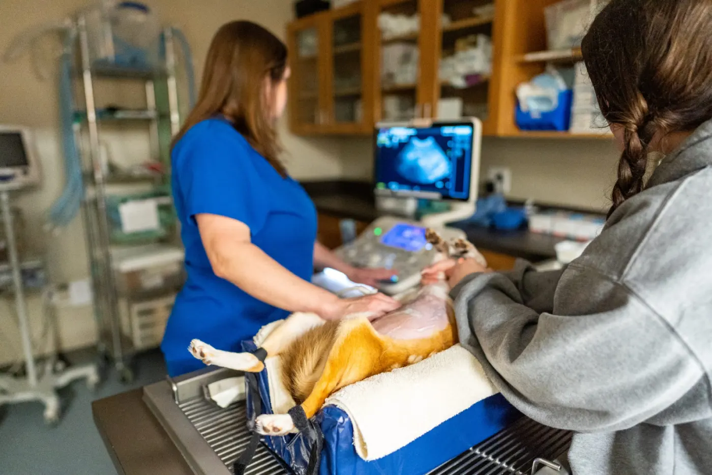 emergency veterinary services