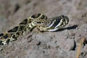 Snake Bites on Dogs: Prevention, Symptoms and Treatment Explained