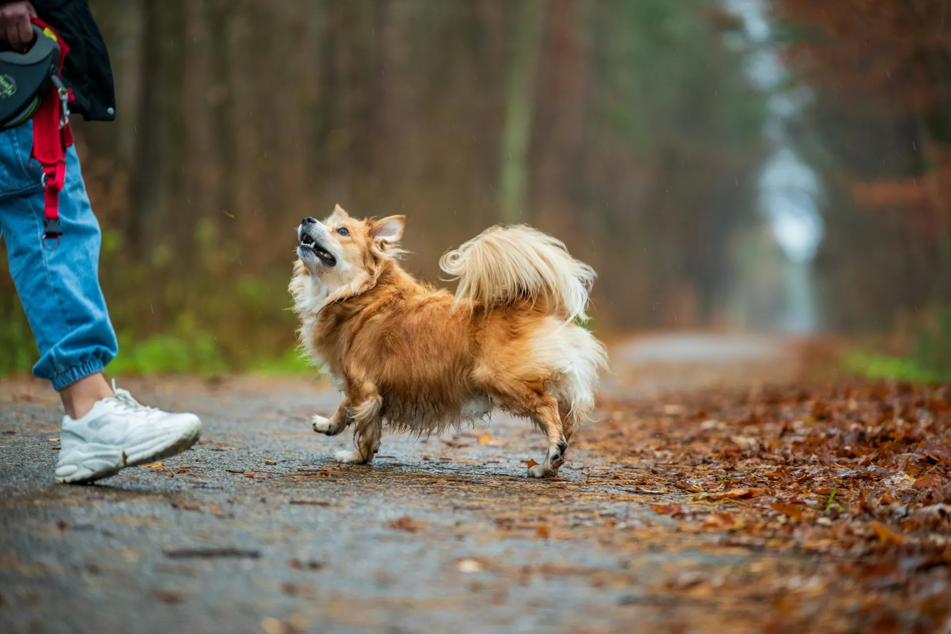 Dog is playing outside with its owner on a walking trail