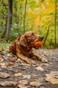 Halloween Toxicity for Dogs: Common Dangers and What to Do in an Emergency