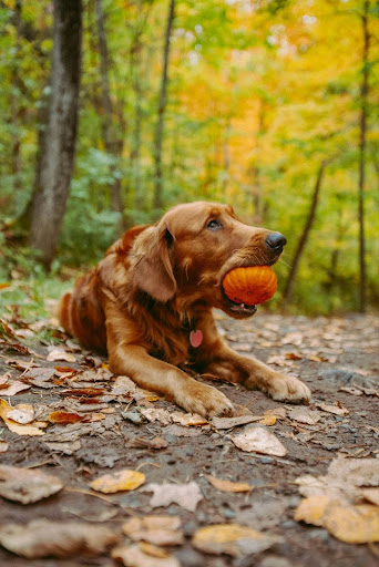 dog-with-pumpkin