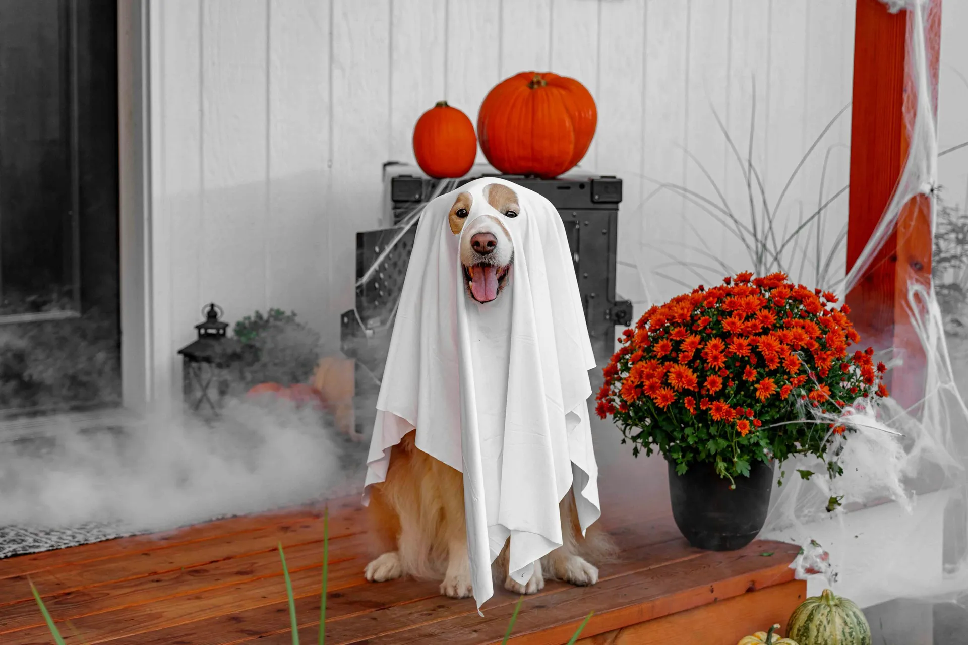Golden retriever in ghost costume sitting on halloween porch