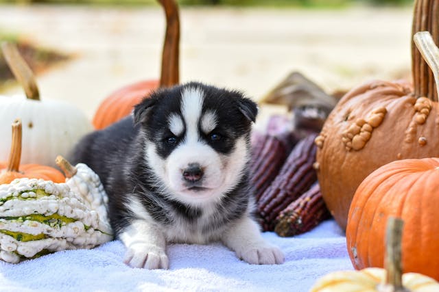 Thanksgiving Foods Dogs Can Eat