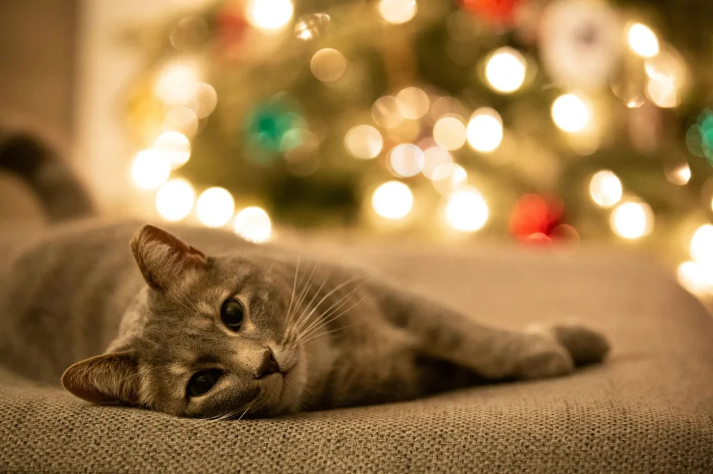 cat lying on sofa near christmas tree