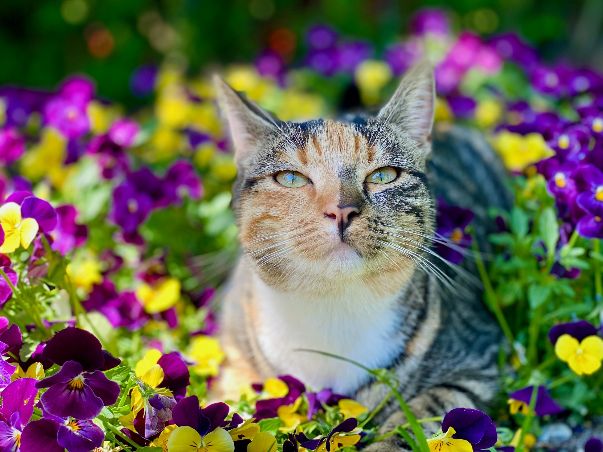 cat in a field of pansies