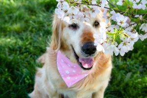 Are Lilies Toxic to Cats and Dogs?