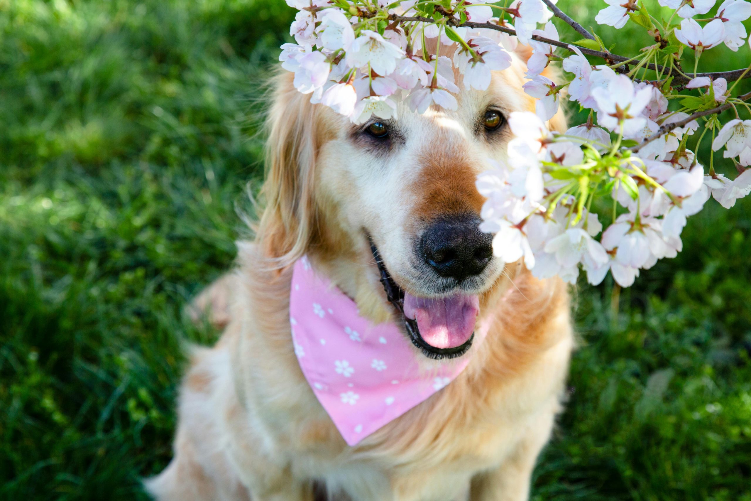 dog looking at flowering tree